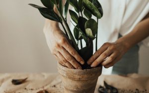 What Is The Guaranteed Income Supplement